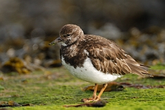 David Plant Photography - Wildlife Photography - Turnstone - K